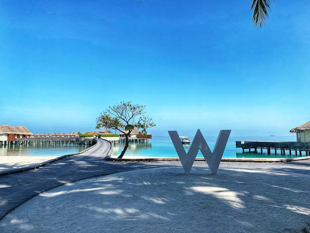 palm tree near body of water during daytime